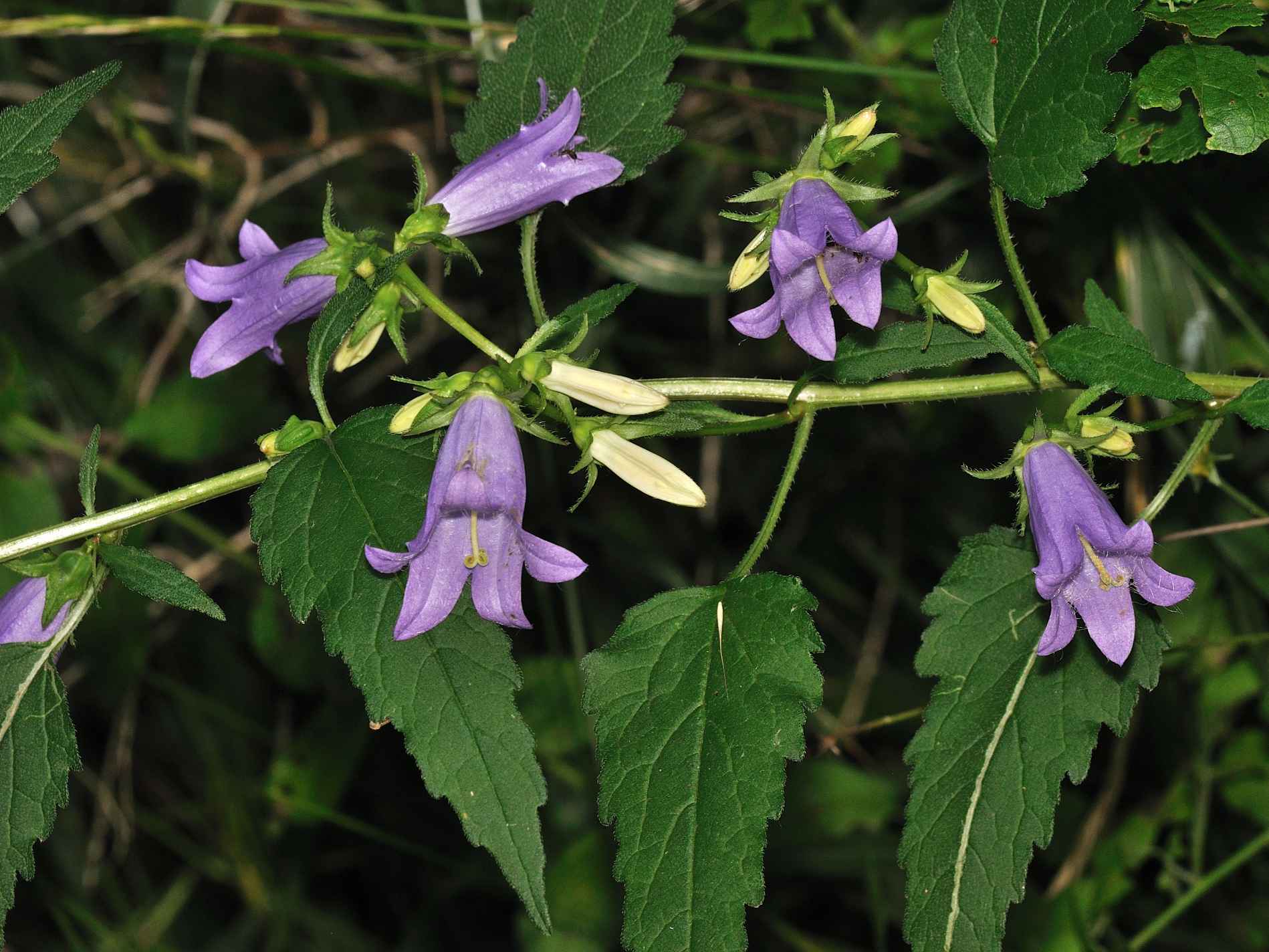 Campanula trachelium / Campanula selvatica